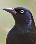 Common Grackle 7878
